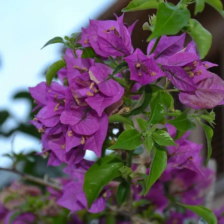 Apartment Confortevole A Pochi Passi Dal Mare Cala Gonone